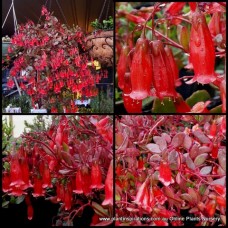 Kalanchoe Winter Bells x 1 Plants Succulents Orange Red Trumpet Flowering Flowers Hanging Basket Rockery Groundcover Shrubs Coral Cottage Garden uniflora